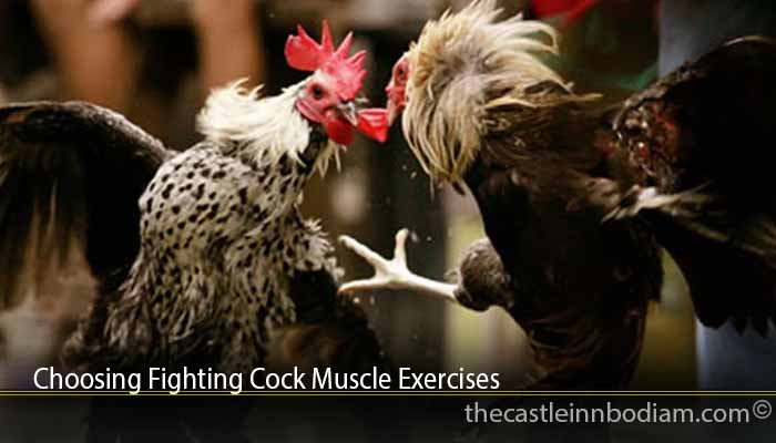 Choosing Fighting Cock Muscle Exercises